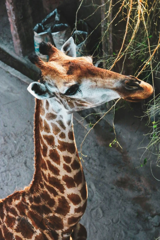 giraffe sticks its tongue out towards leaves