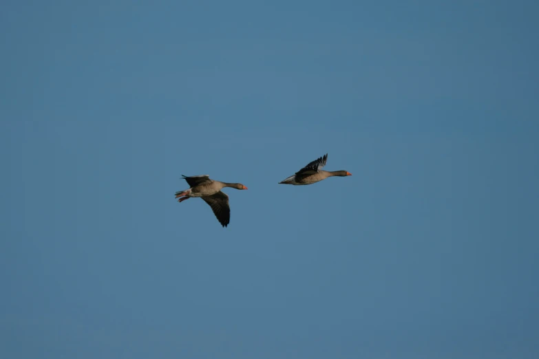two brown and black birds flying through a blue sky
