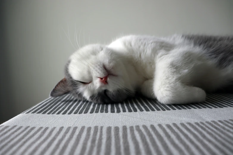 a gray and white cat sleeping on top of a table
