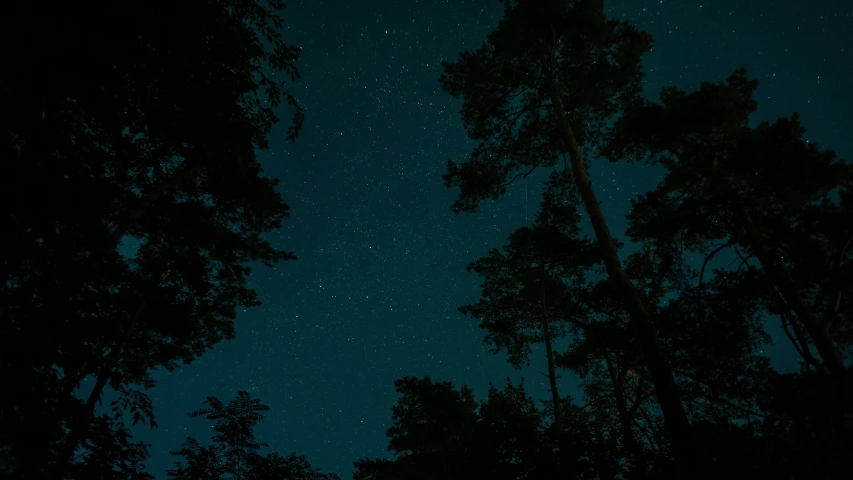 the stars in the night sky as seen from the trees
