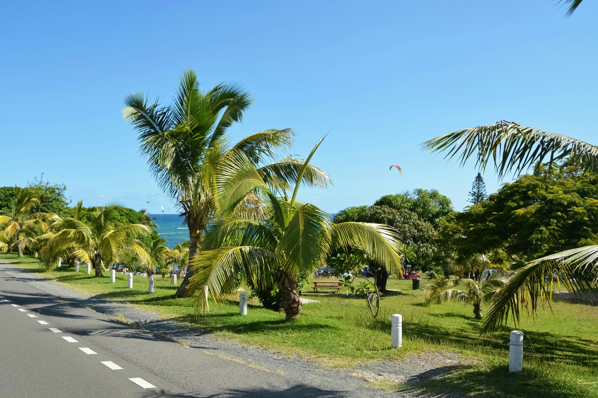 several palm trees growing along a paved road