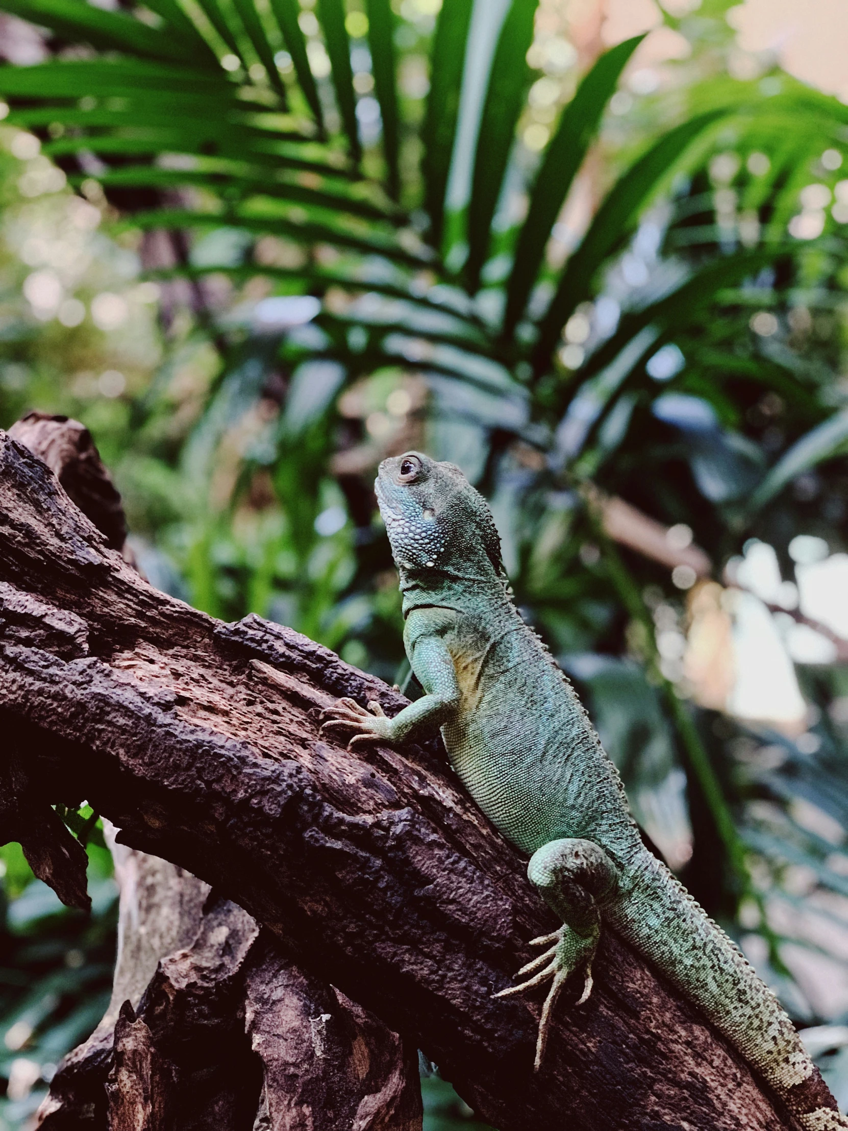 a large lizard is sitting on a tree nch