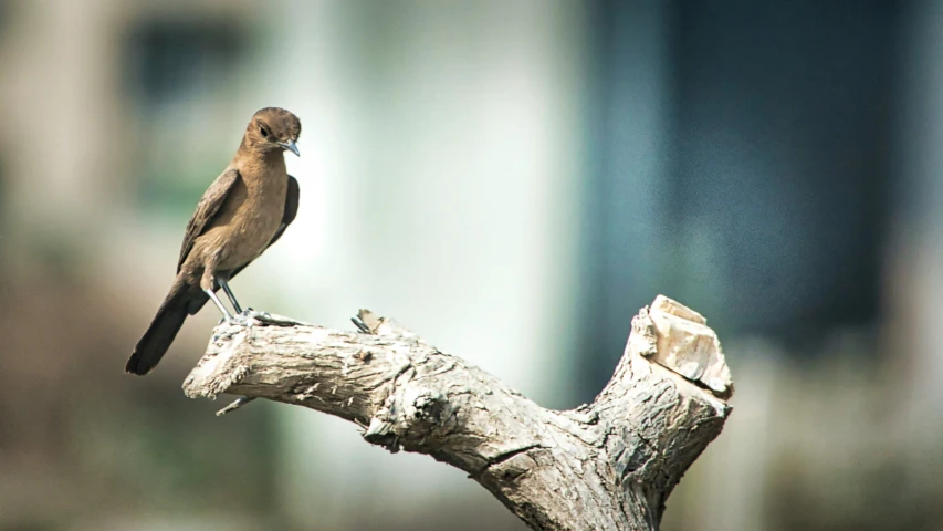 a small bird sits on the nch of a tree