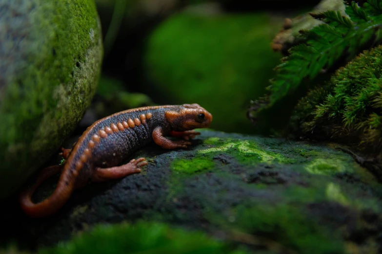 a lizard is resting on a rock near green plants