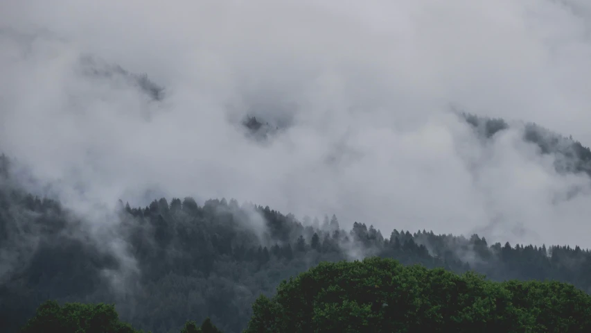 the top of trees covered in fog on a cloudy day