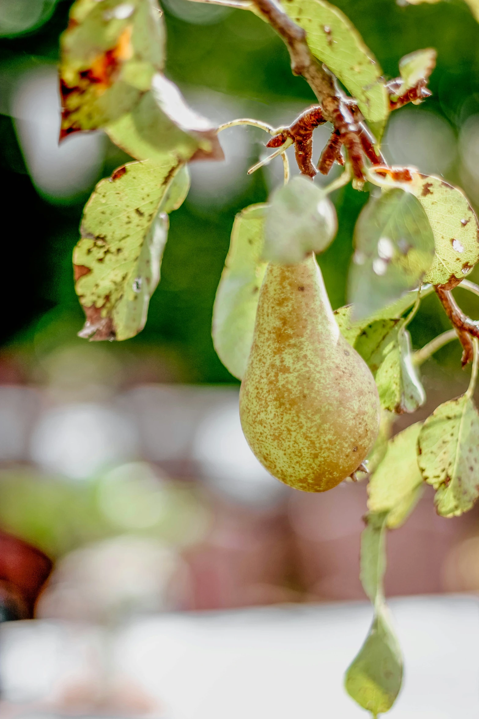 a pear grows on a tree in a garden