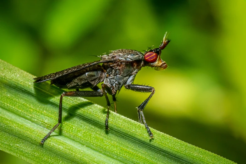 an insect with two different colors on its face