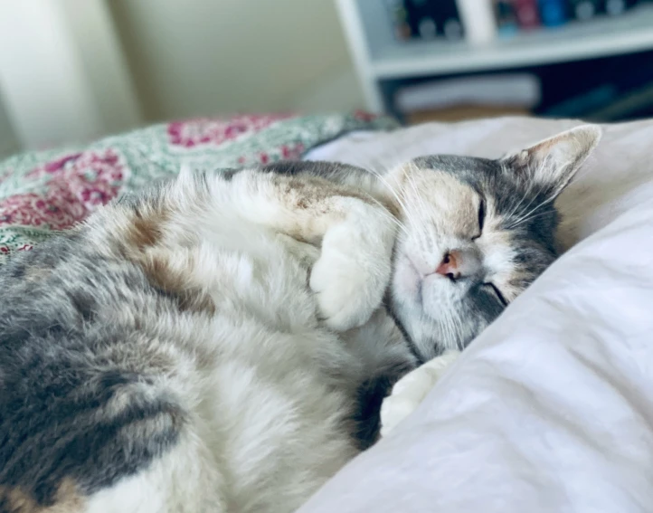 a sleeping cat with its eyes closed and it's paw hanging off of the bed