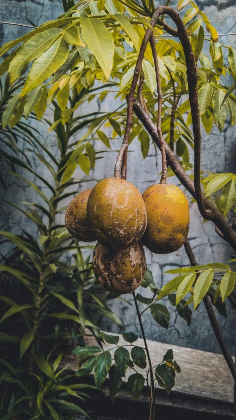 three oranges hanging from the nch of a tree