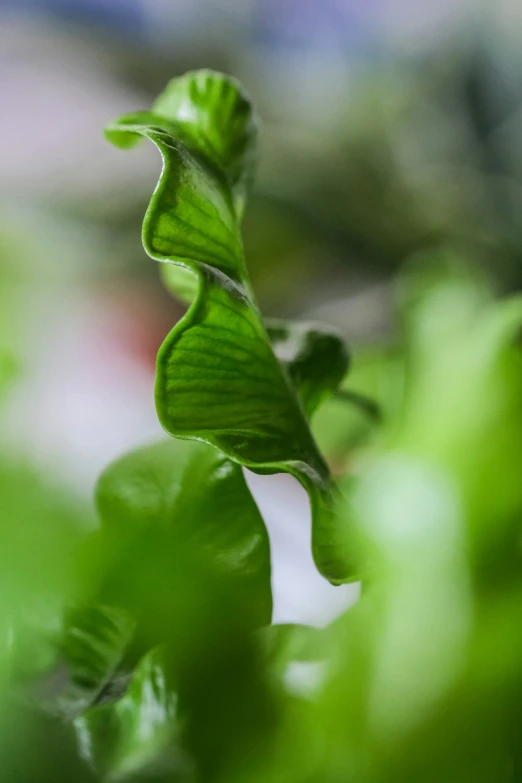 a close up of the stem of an individual plant