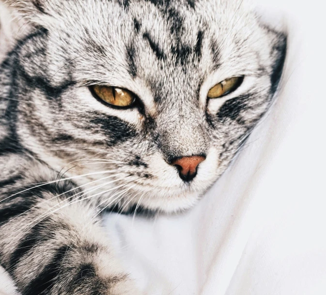 a striped cat with yellow eyes is looking straight ahead