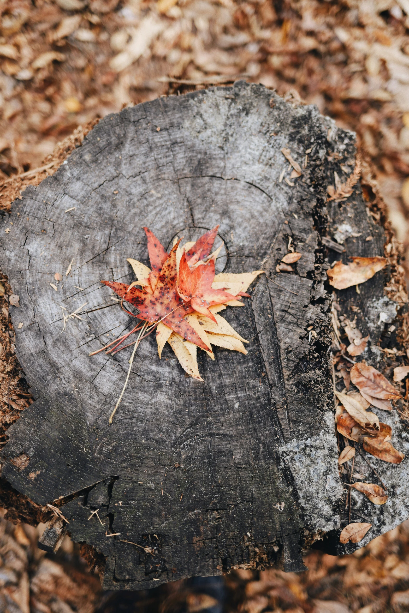 an autumn leaf is laying on a tree