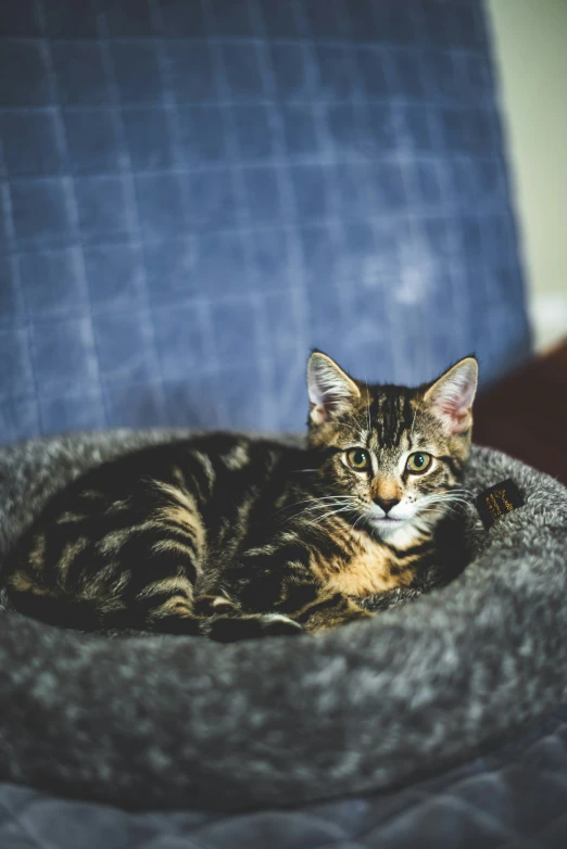 a cat is lying on a dog bed