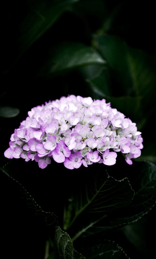 a flower growing outside in the dark with very many leaves