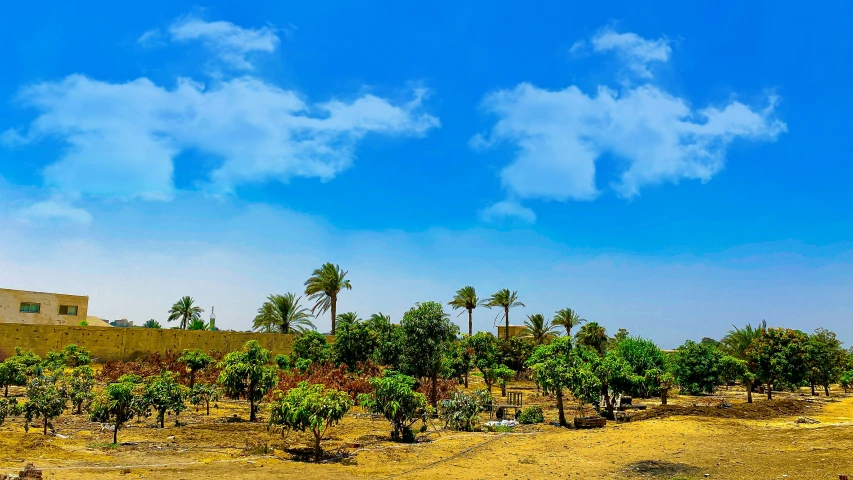 a field with palm trees near a dirt hill