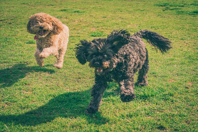 two large dogs that are running across a grass field