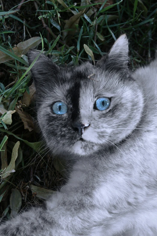 a cat with blue eyes laying in the grass