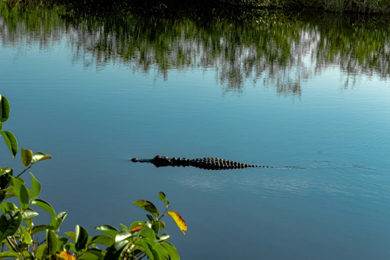 a lone crocodile is swimming on the water