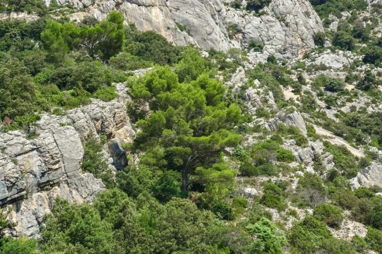 trees and rocks in the distance on a mountain slope