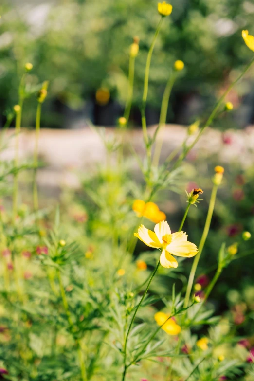 yellow flowers near some trees in a green field