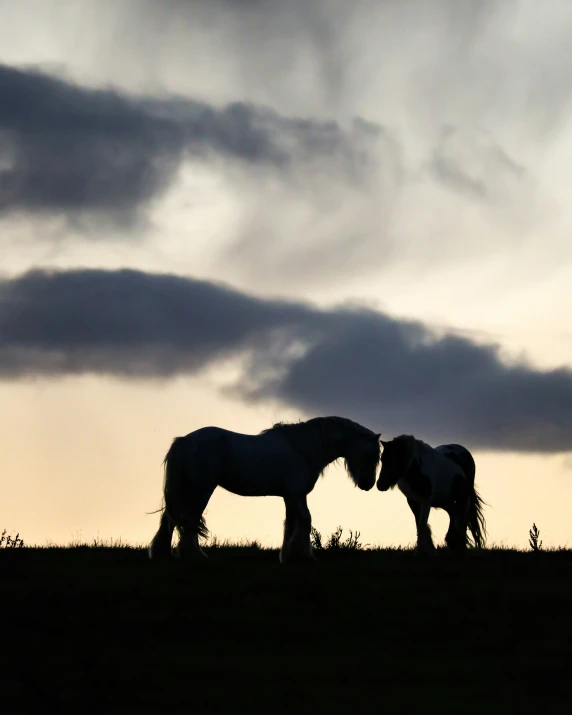 two horses are standing close together with the sky in the background