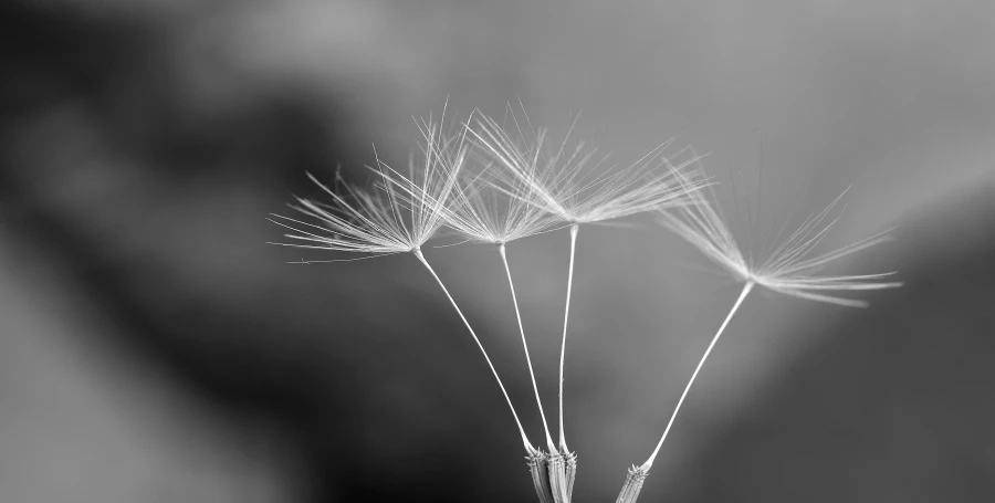 black and white pograph of a dandelion flower