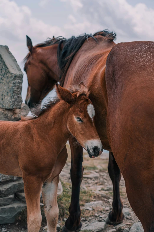 an adult and young horse stand next to each other