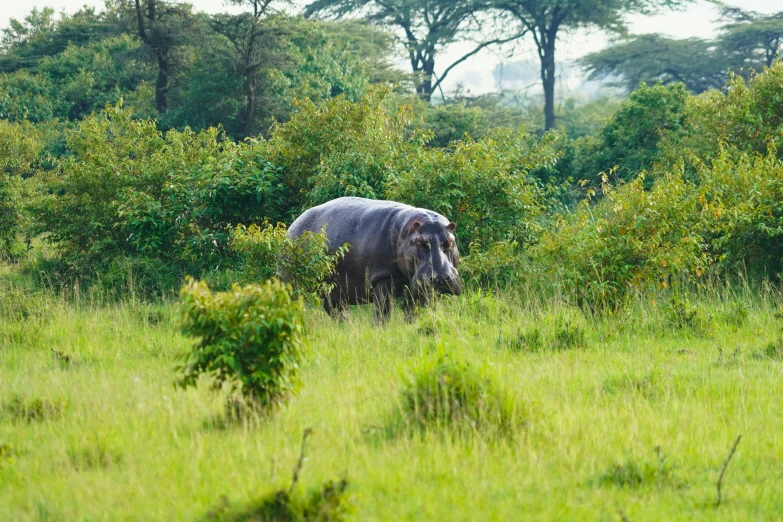 a hippo that is standing in some tall grass