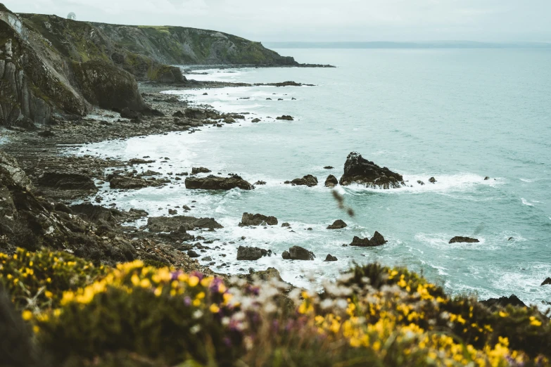 wild flowers on the rocky shore and ocean in the background