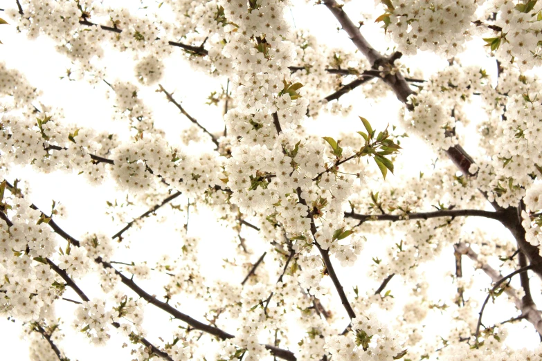 a beautiful white and pink flower tree in bloom