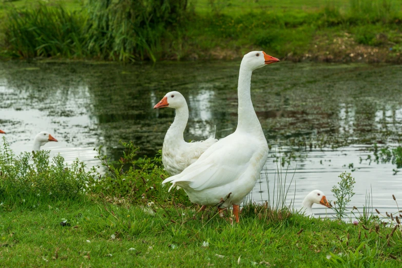 a group of white geese near a body of water
