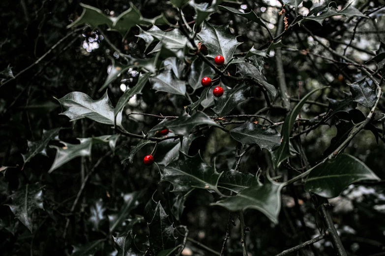 holly fruit on a tree with mist and leaves