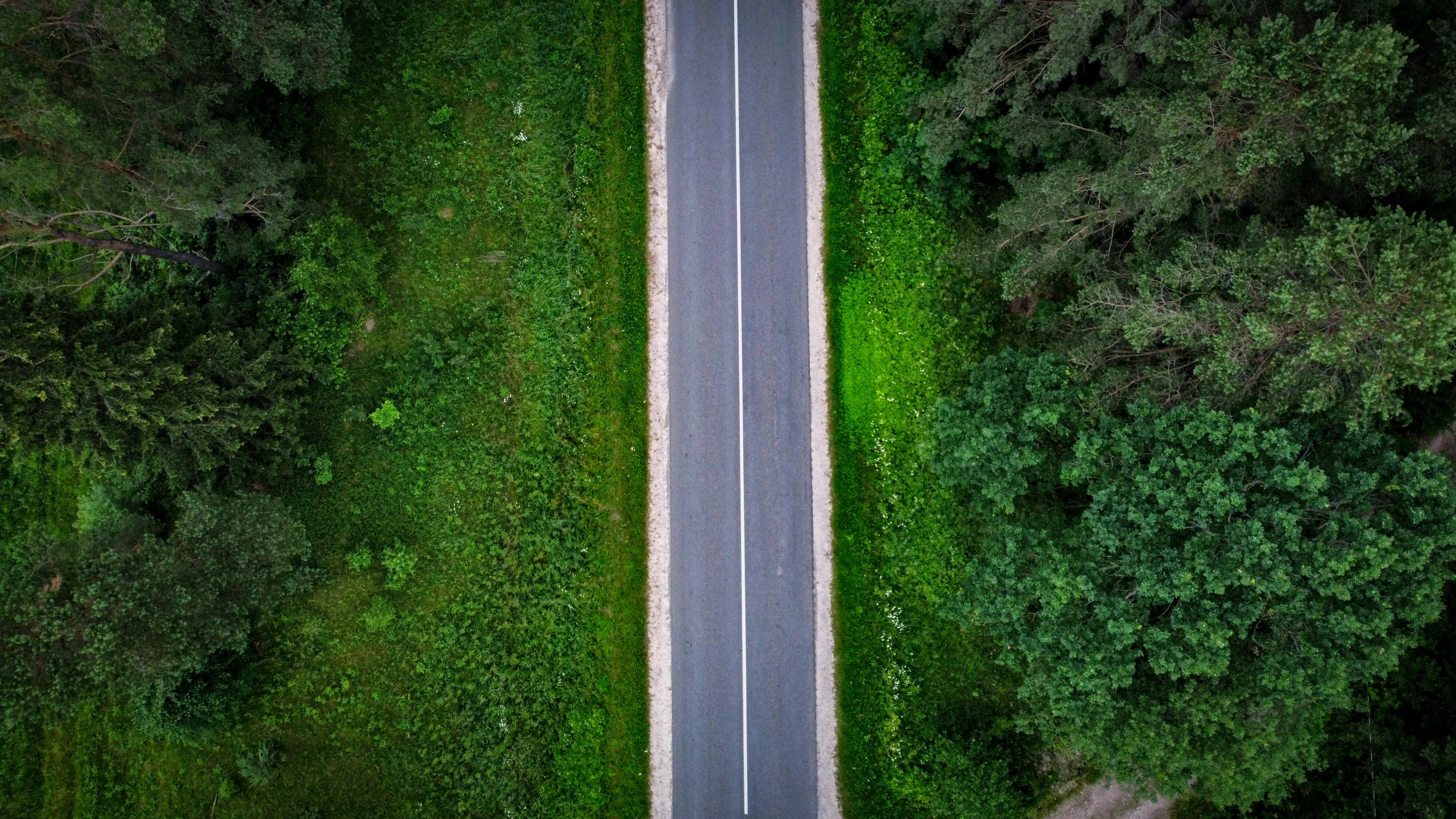 aerial s of the road in the middle of the forest