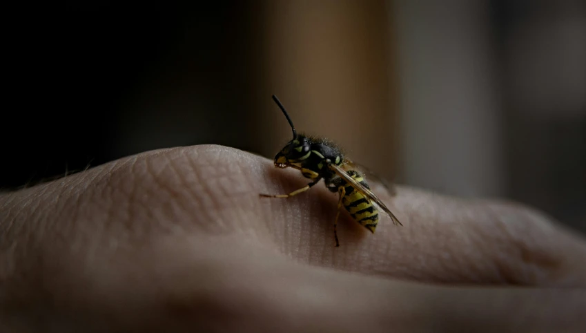 close - up of a bug crawling on the back of someones hand