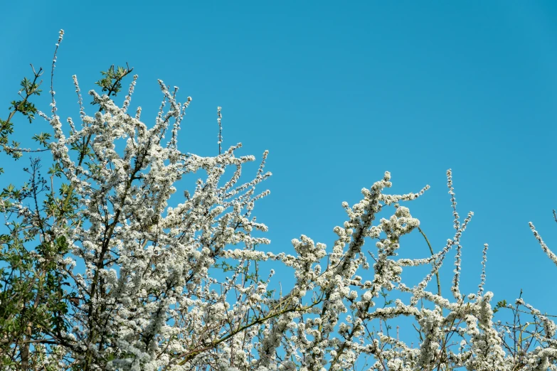 trees are flowering in the blue sky on this sunny day