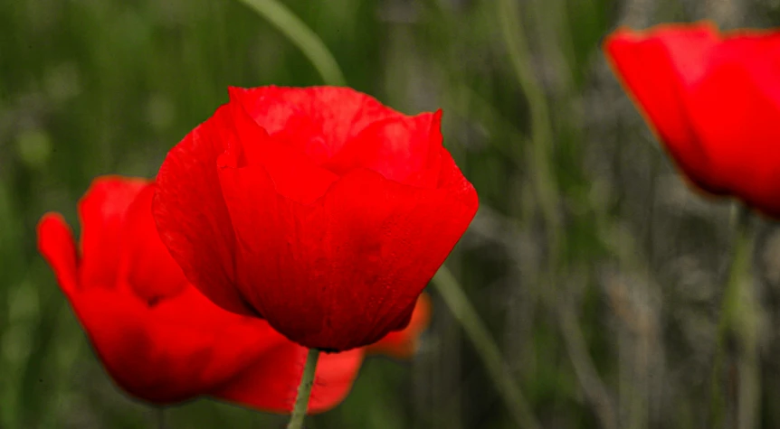 a close up s of some red flowers