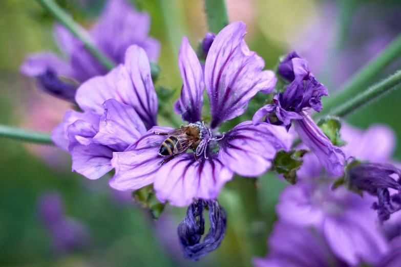 bee resting on purple flower with blurred background