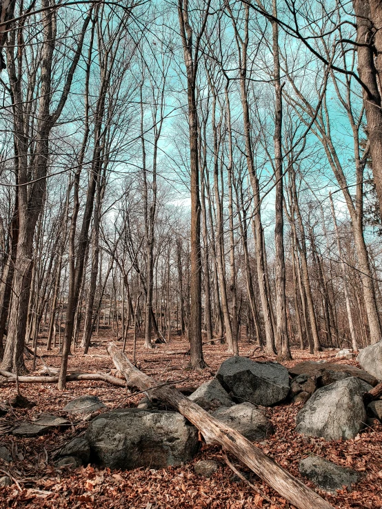 a path through a forest with trees covered in leaves