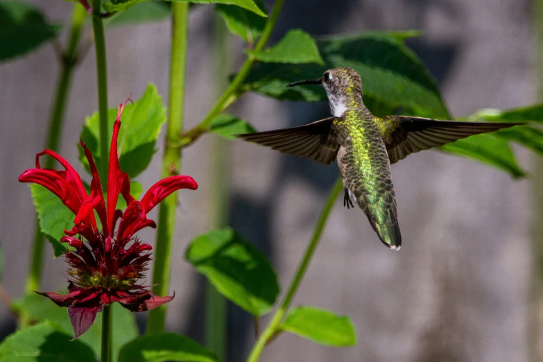 a bird flying above a flower in a garden