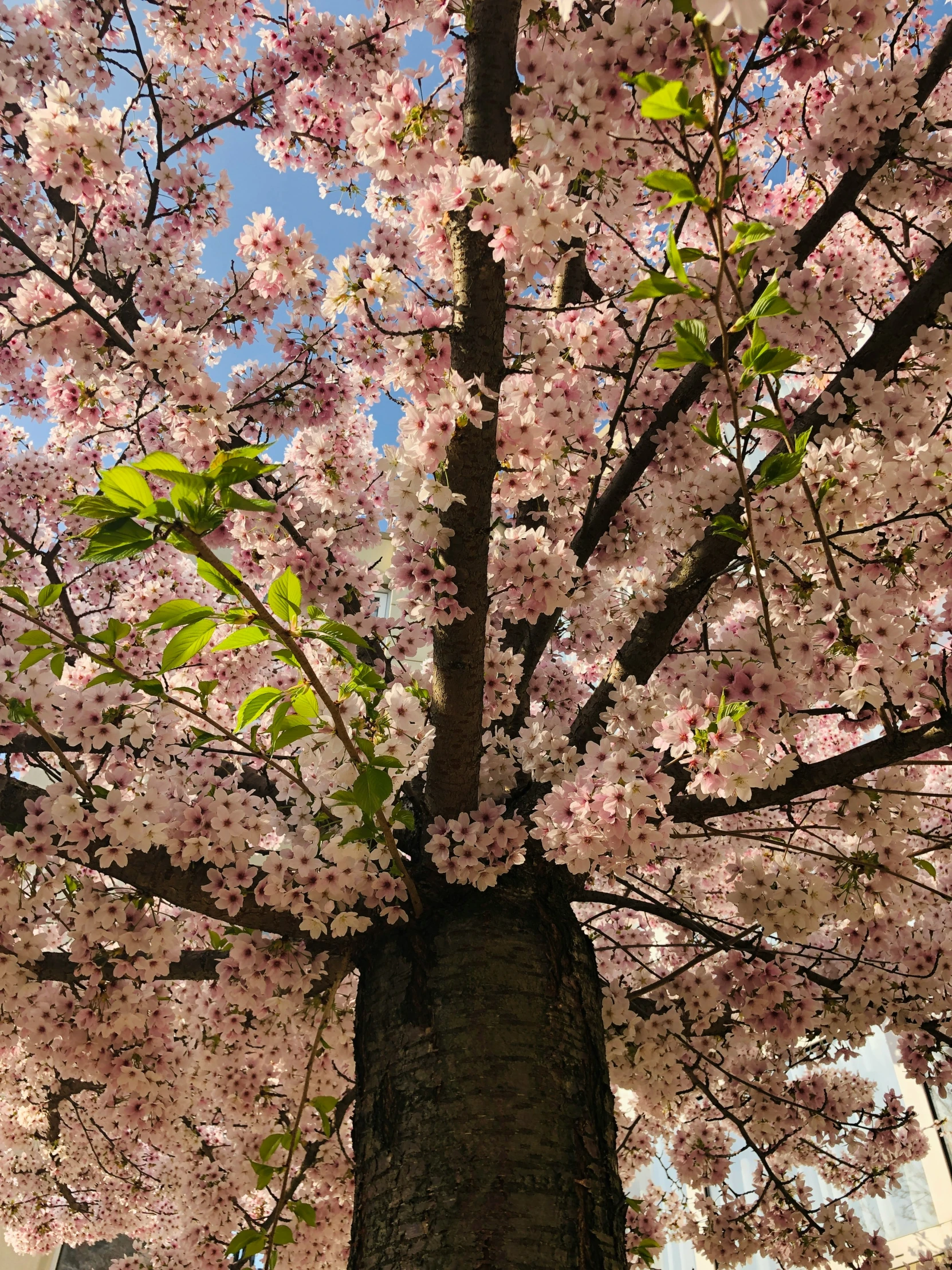 the pink cherry blossoms of the tree have already blossom