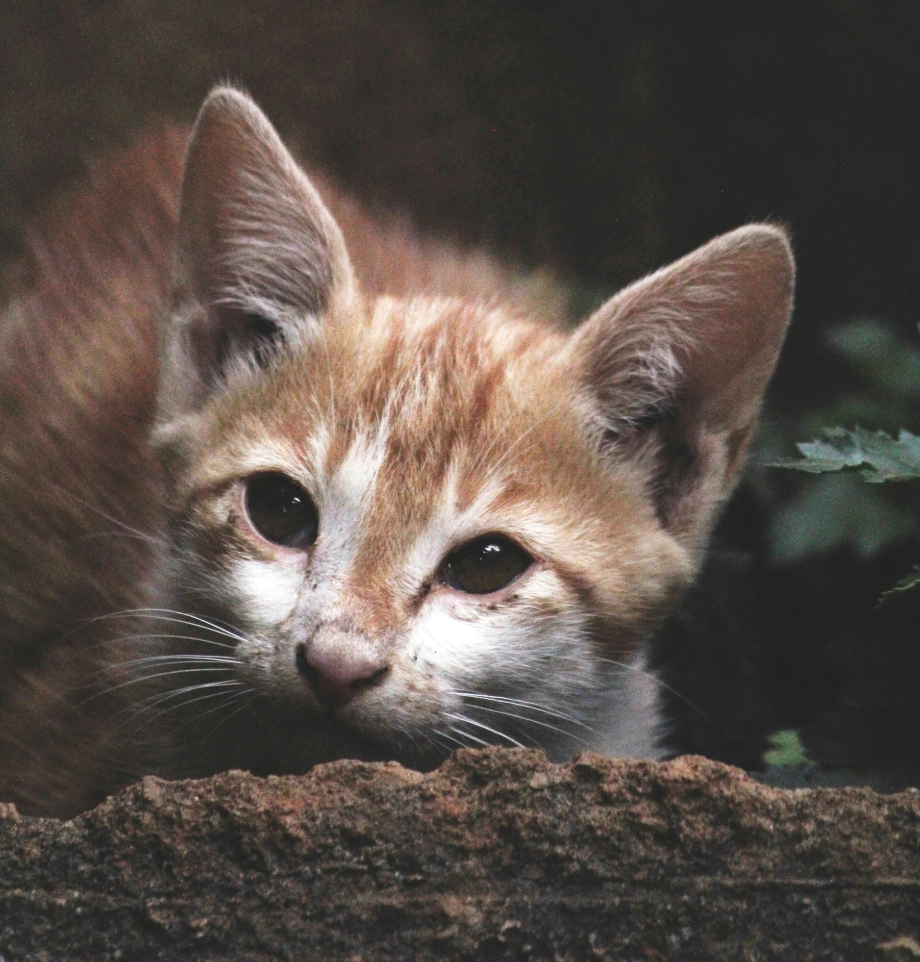 an orange and white kitten hiding by a leaf