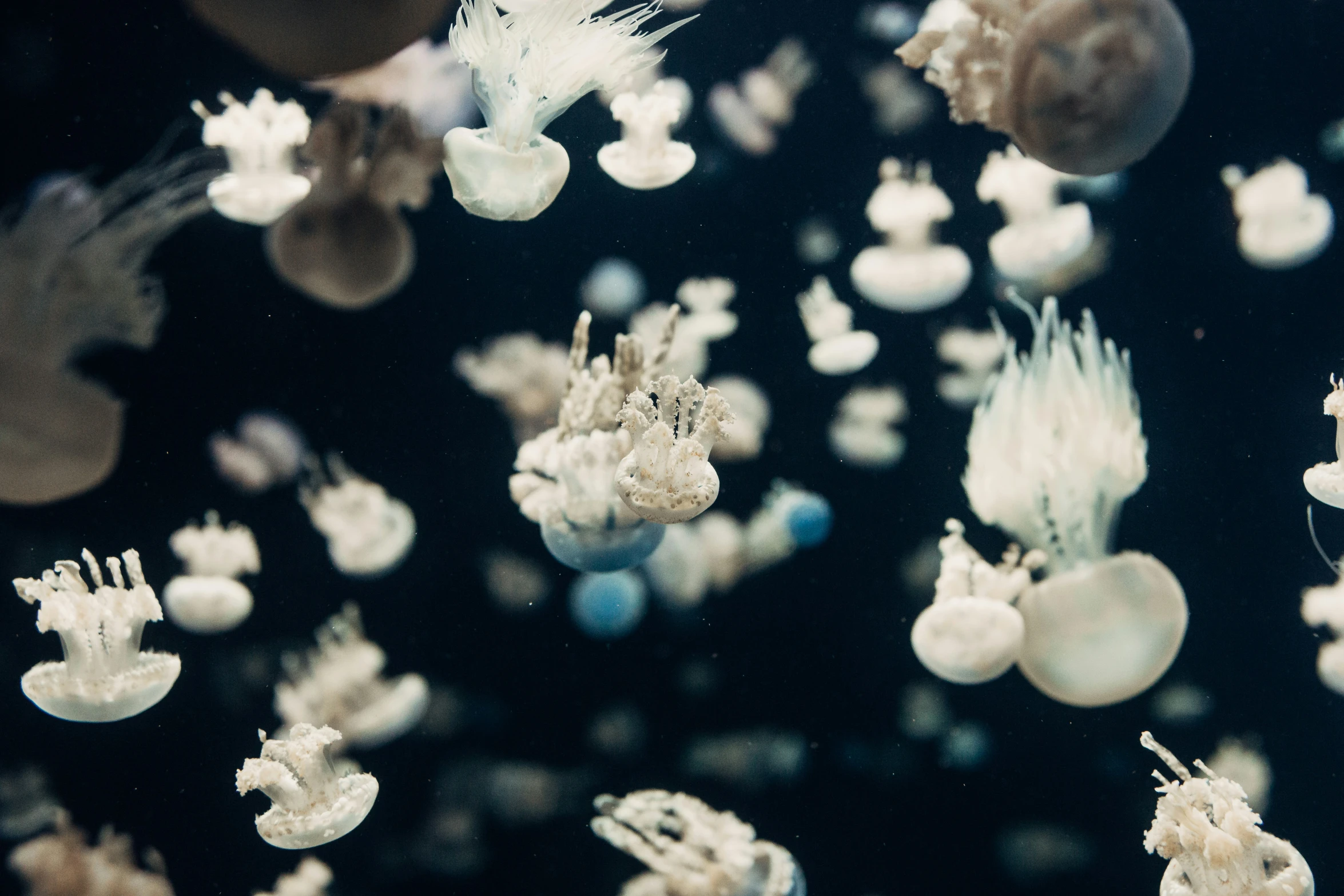 jellyfish are growing in water near the rocks