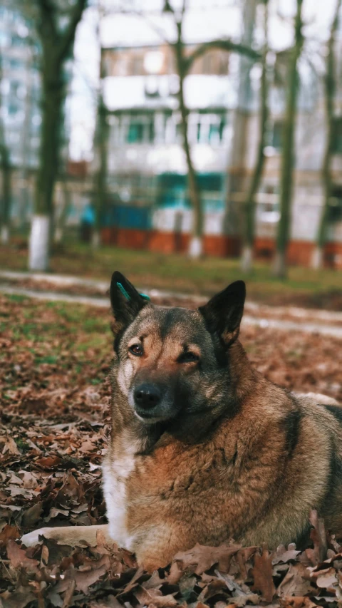 a brown and black dog laying in leaves