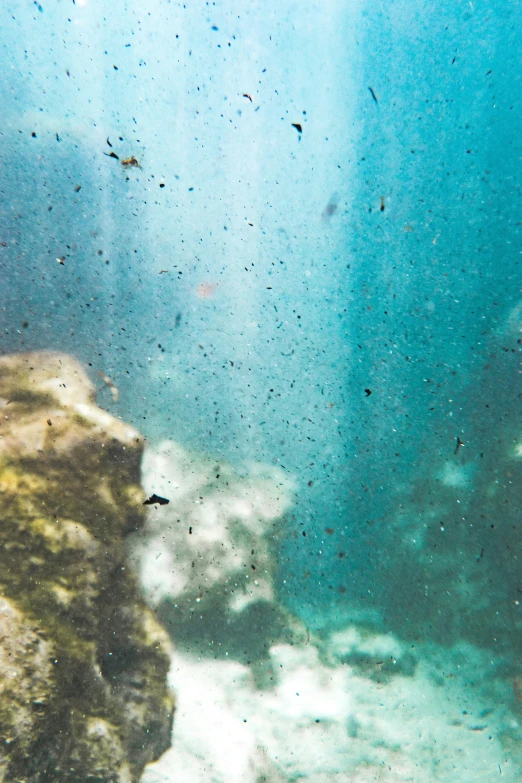 underwater view of seaweed, rocks and water
