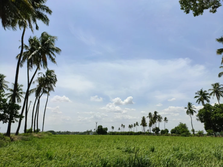 a large field that has many palm trees in it