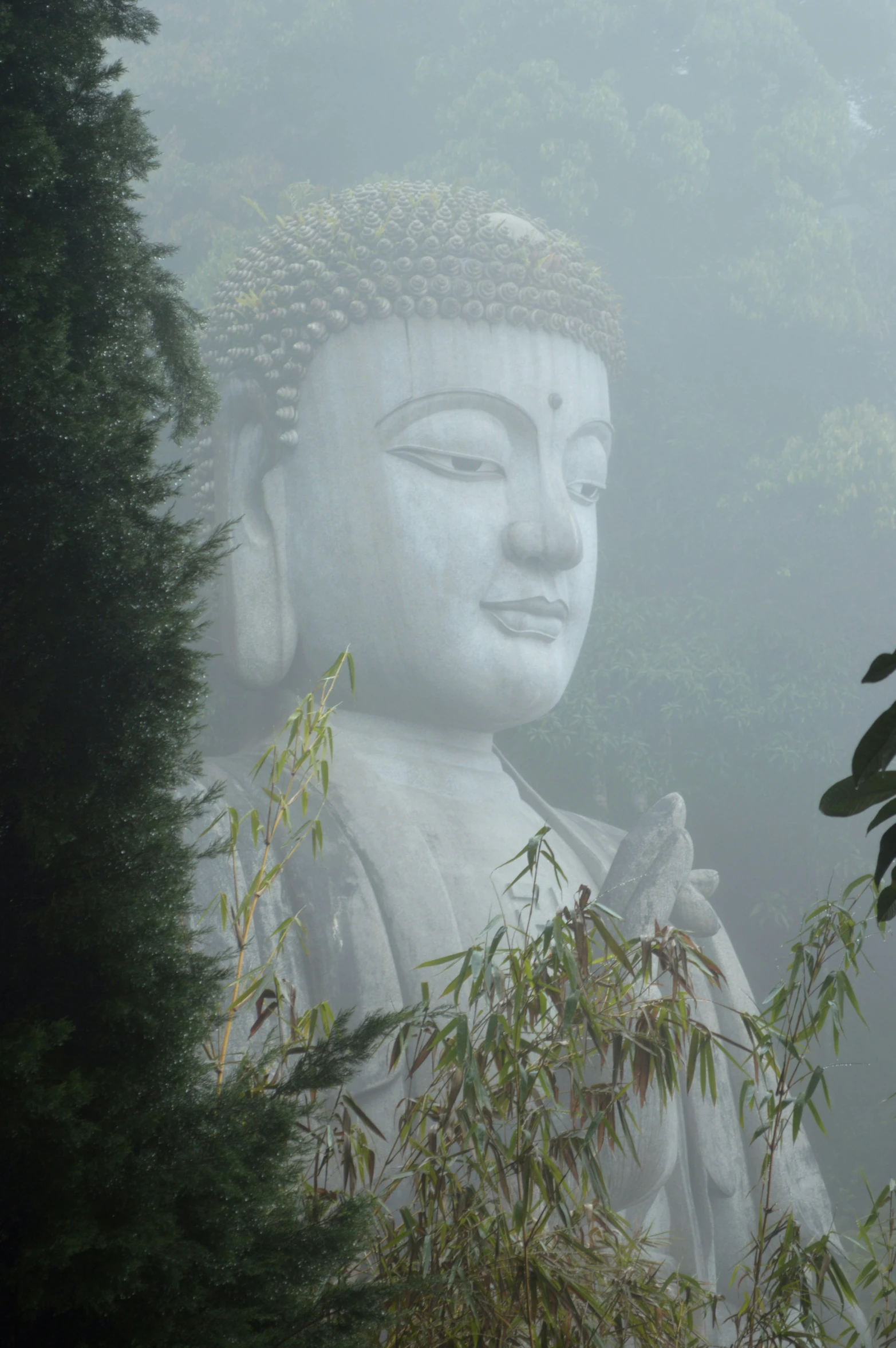 a statue is standing surrounded by fog and trees