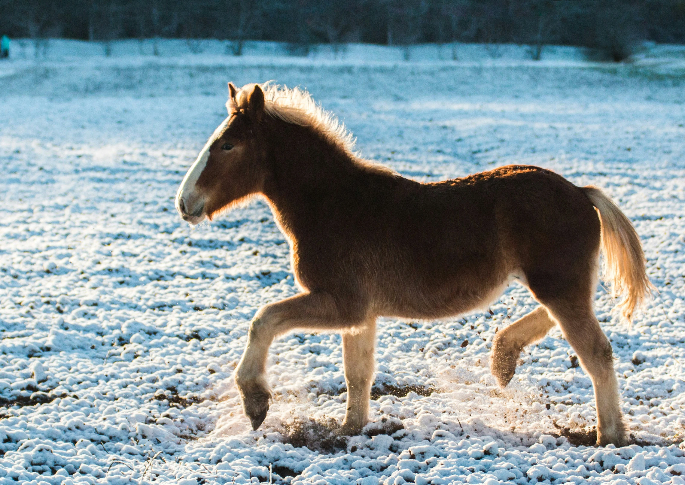 a small pony walking on top of snow covered ground