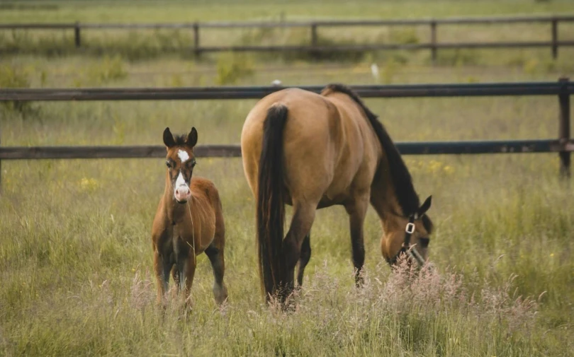 a brown horse is with a foal in its mouth