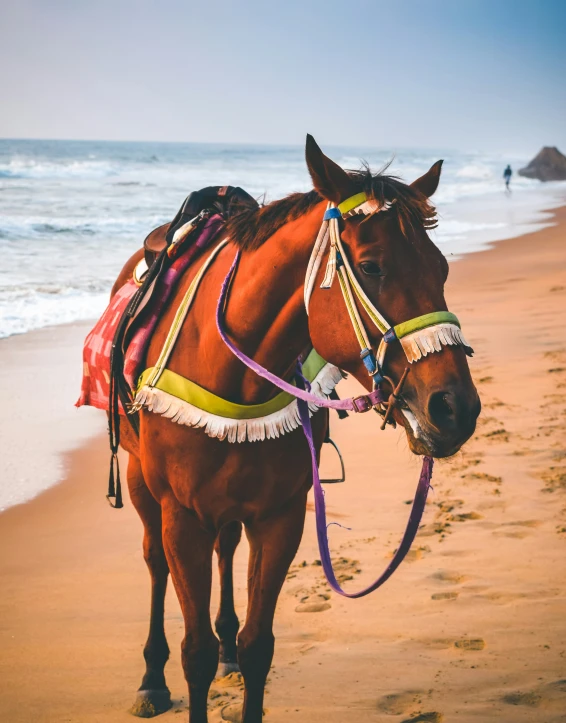 a horse standing on a sandy beach next to the ocean