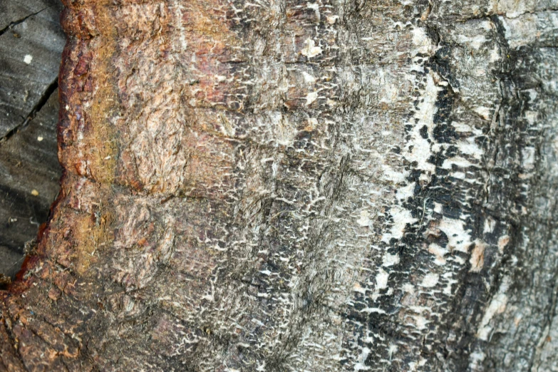 a section of bark is covered with ligni